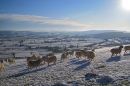 Radnor Forest